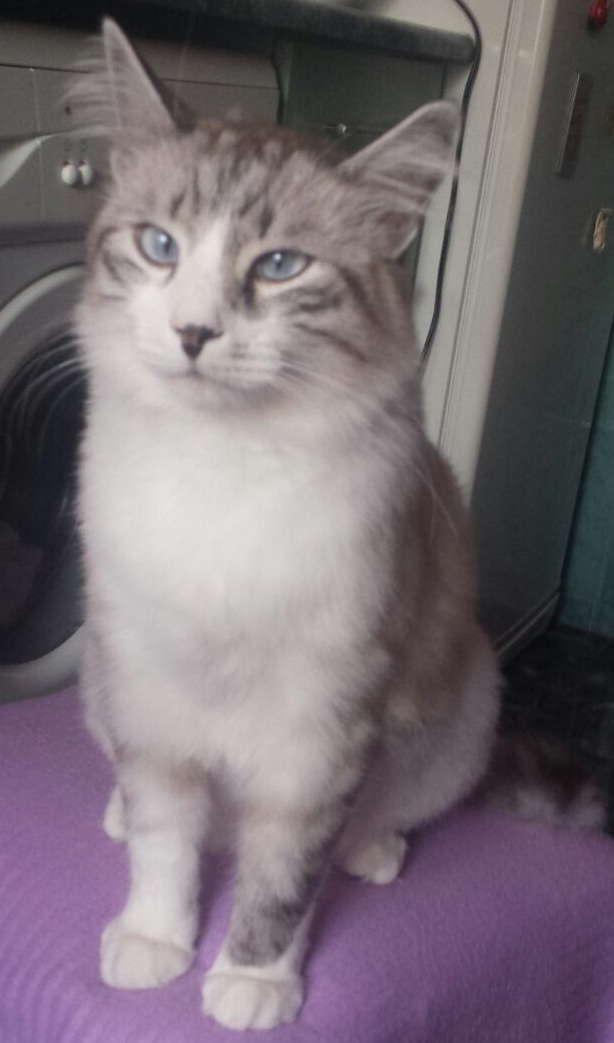 O pisică adorabilă